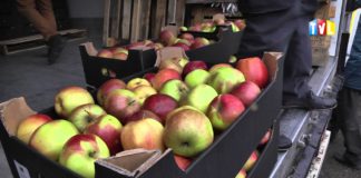 2015.03.13 – W TARNOBRZEGU ROZDAWALI JABŁKA