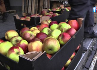 2015.03.13 – W TARNOBRZEGU ROZDAWALI JABŁKA