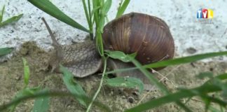 2015.07.28 – PROBLEM ZE ŚLIMAKAMI