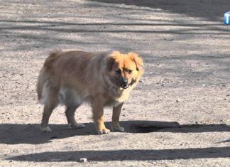 2015.10.29 – POSIADACZE PSÓW NIE BĘDĄ PŁACIĆ