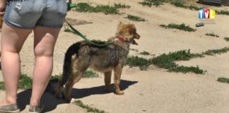 2016.06.18 – DNI OTWARTE SCHRONISKA W MACHOWIE