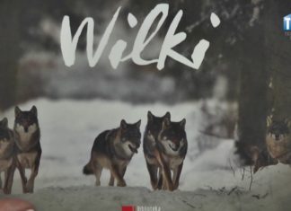2017.03.10 – BIBLIOTEKA KSIĄŻKĘ POLECA – „WILKI”