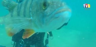 2017.07.24 – ZDZICH PRZYJACIELEM NURKÓW