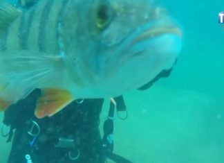 2017.07.24 – ZDZICH PRZYJACIELEM NURKÓW