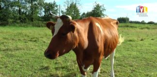 2017.07.26 – ŻABKA NAJLEPSZĄ KROWĄ