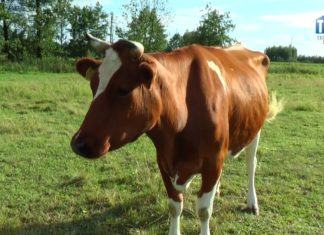2017.07.26 – ŻABKA NAJLEPSZĄ KROWĄ