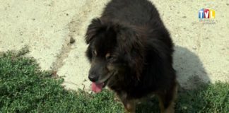 2017.08.27 – ODWIEDZINY W SCHRONISKU