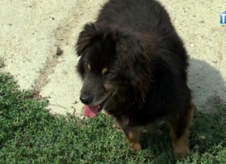 2017.08.27 – ODWIEDZINY W SCHRONISKU