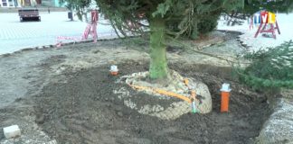 2017.11.27 – TARNOBRZEG MA JUŻ ŚWIĄTECZNE DRZEWKO