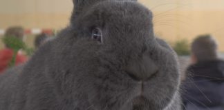 2018.01.06 – KRÓLIKI NA MEDAL