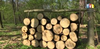 2019.05.29 – NAJSTARSZY DRZEWOSTAN POD OCHRONĄ