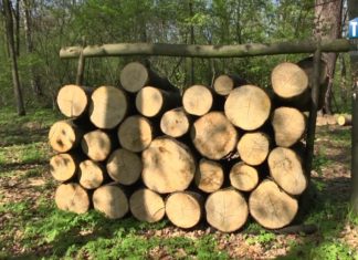 2019.05.29 – NAJSTARSZY DRZEWOSTAN POD OCHRONĄ