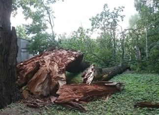 Pomnikowy dąb powalony