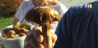 2019.10.15 – GRZYBOBRANIE NA MEDAL