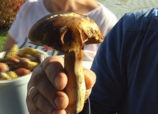 2019.10.15 – GRZYBOBRANIE NA MEDAL