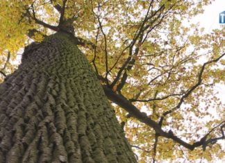 2019.11.08 – RUSZ NOGĘ, WSPOMÓŻ PRZYRODĘ!