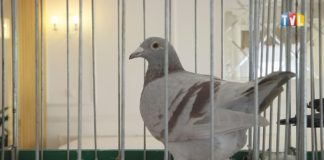 2019.11.16 – PTASIA PASJA