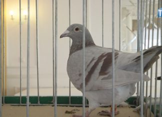 2019.11.16 – PTASIA PASJA