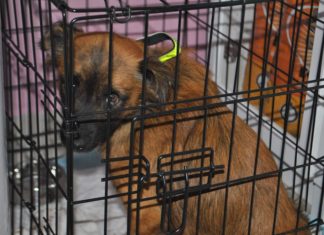 PIES OFIARĄ CZŁOWIEKA?