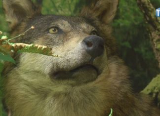 OKO REPORTERA Z DN. 07 LUTEGO 2020 – STARA NATURA W NOWYCH MURACH