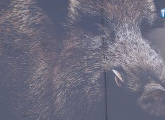 2020.02.20 – ASF POTWIERDZONY