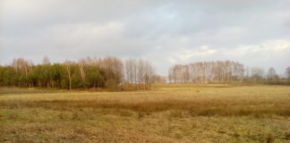 2020.04.03 ZAKAZ WSTĘPU DO POLSKICH LASÓW