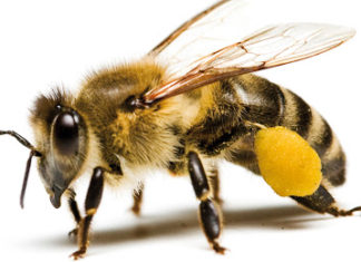 2020.04.16 – W OBRONIE PSZCZÓŁ – APEL WŁAŚCICIELI PSZCZELICH PASIEK