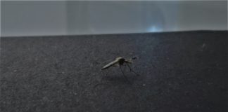 2020.07.22 – KOLEJNY ATAK NA KOMARY