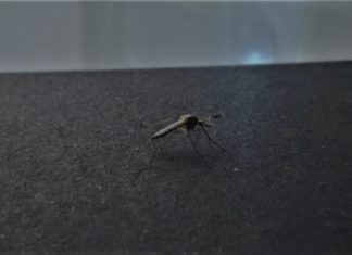 2020.08.25 – BĘDZIE KOLEJNE ODKOMARZANIE