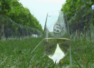 OKO REPORTERA Z DN.11 WRZEŚNIA 2020 – SANDOMIERSKI SZLAK WINIARSKI