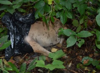 2020.10.02 – ZABIŁ PSA, BO BYŁ NIEPOSŁUSZNY