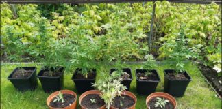 2020.10.11 – MIESZKANEC TARNOBRZEGA UPRAWIAŁ KONOPIE INDYJSKIE