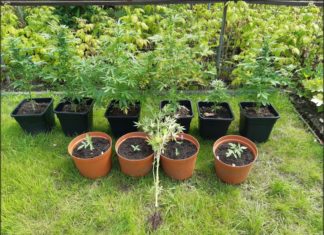 2020.10.11 – MIESZKANEC TARNOBRZEGA UPRAWIAŁ KONOPIE INDYJSKIE