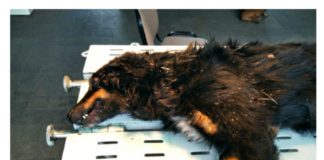 2020.11.09 – SPRAWCA BESTIALSKIEGO MORDU POSZUKIWANY