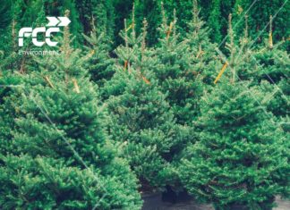 2021.01.08 – DRUGIE ŻYCIE CHOINKI