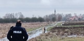 2021.02.05 – DZIELNICOWI ZAOPIEKOWALI SIĘ KUCYKIEM, KTÓRY UCIEKŁ OD WŁAŚCICIELA