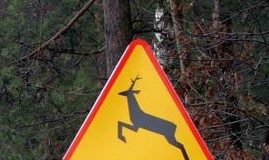 2021.02.11 – BĄDŹ OSTROŻNY! DZIKIE ZWIERZĘTA NA DRODZE