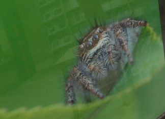 2021.02.04 – “UROCZA NATURA”