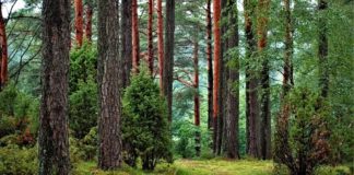 2021.03.12 – UWAGA NA DZIKĄ ZWIERZYNĘ LAS