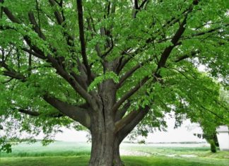 2021.02.01 – WYBIERZMY EUROPEJSKIE DRZEWO ROKU Z NASZEGO REGIONU