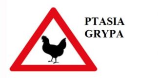 UWAGA! PTASIA GRYPA