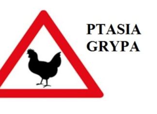 UWAGA! PTASIA GRYPA