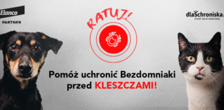2021.04.14 – RATUJ BEZDOMNE ZWIERZAKI Z SANDOMIERZA PRZED GROŹNYMI KLESZCZAMI