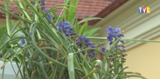 2021.05.18 – KWITNĄCA WYMIANA