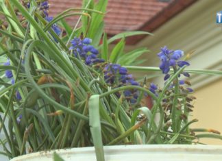 2021.05.18 – KWITNĄCA WYMIANA