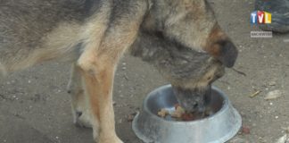 2021.05.12 – CZWORONOGI POD OKIEM STRAŻNIKÓW