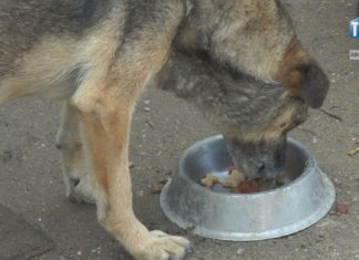 2021.05.12 – CZWORONOGI POD OKIEM STRAŻNIKÓW