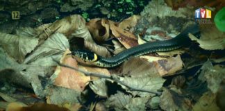 OKO REPORTERA Z DN. 27 LIPCA 2021- UNIKALNY ZAKĄTEK – DOLINA RZEKI SMARKATEJ