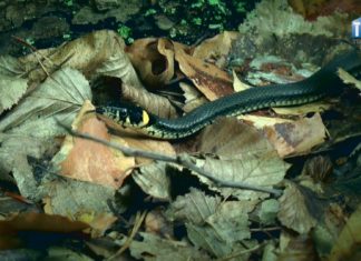 OKO REPORTERA Z DN. 27 LIPCA 2021- UNIKALNY ZAKĄTEK – DOLINA RZEKI SMARKATEJ