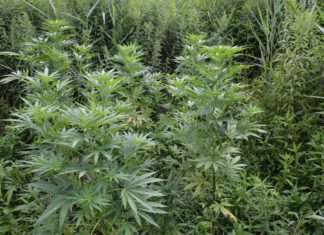 WPADLI W RĘCE POLICJANTÓW, UPRAWIAJĄC KONOPIE INDYJSKIE